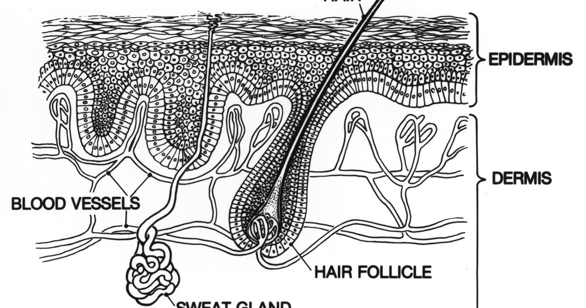 Keratinocyte Cancers vs. Melanoma: Cellular Origins Explained