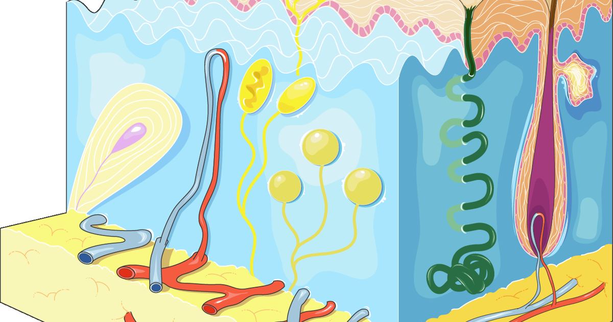 Skin Erosion and Sun Damage: Lessons from Clinical Dermatology